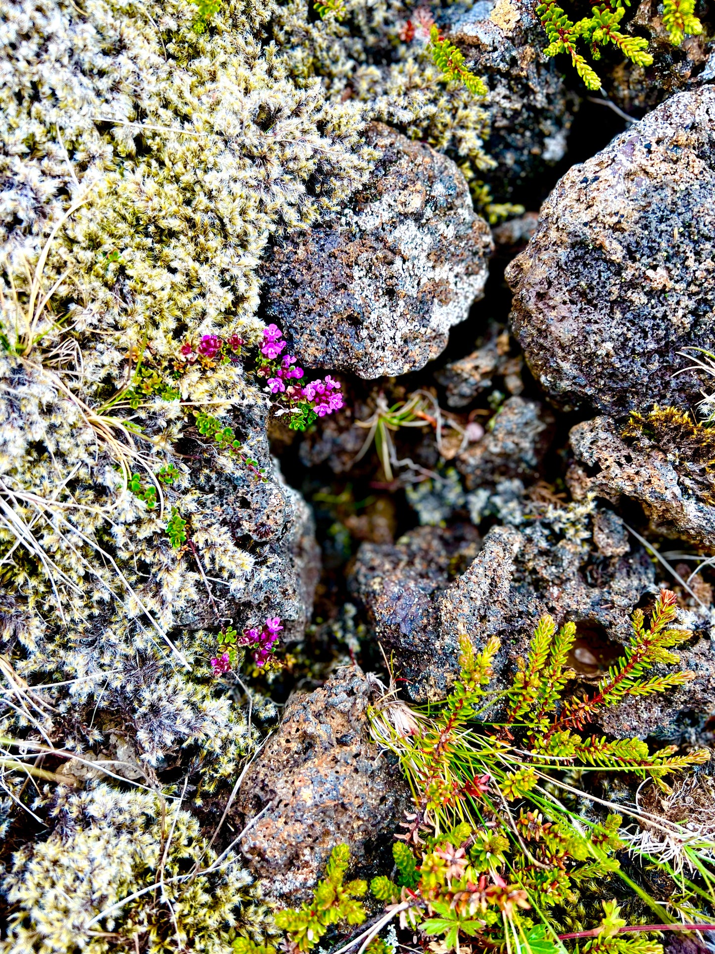 Grjót ~ Blóðberg
