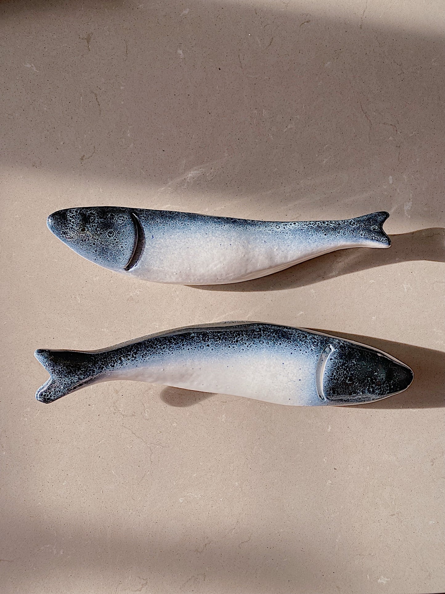 Blå vægfisk (venstre)